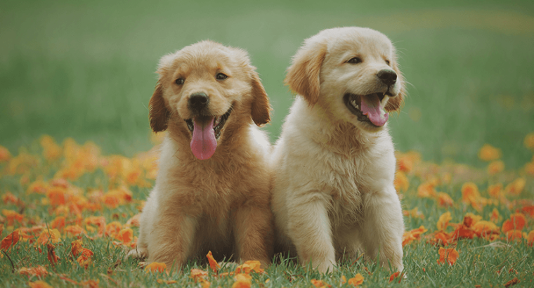 Golden Retriever puppy