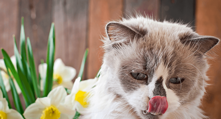 Ragdolls Breed Baby Cat