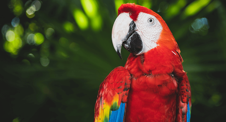 Macaw female with DNA