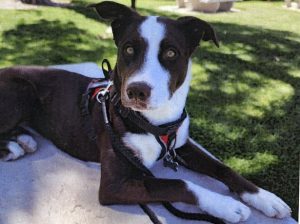 Lost Dog – Pit Bull – Husky Mix Victorville CA