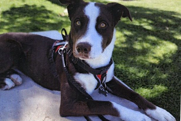 Lost Dog – Pit Bull – Husky Mix Victorville CA