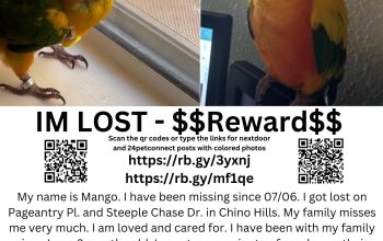 Lost Sun Conure Bird – Chino, CA “Mango”