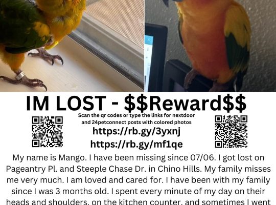 Lost Sun Conure Bird – Chino, CA “Mango”