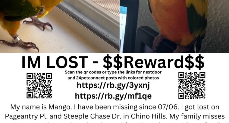 Lost Sun Conure Bird – Chino, CA “Mango”